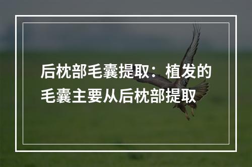 后枕部毛囊提取：植发的毛囊主要从后枕部提取