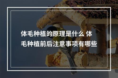 体毛种植的原理是什么 体毛种植前后注意事项有哪些