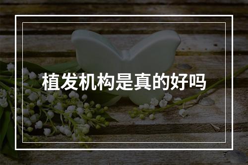 植发机构是真的好吗