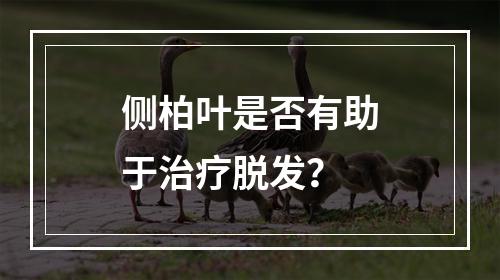 侧柏叶是否有助于治疗脱发？