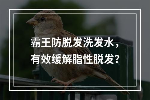 霸王防脱发洗发水，有效缓解脂性脱发？