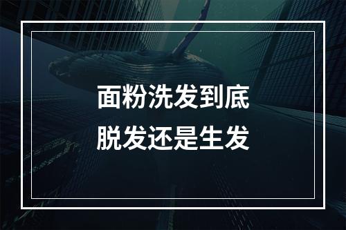 面粉洗发到底脱发还是生发