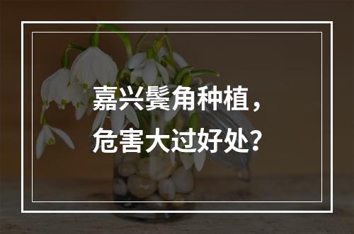 嘉兴鬓角种植，危害大过好处？