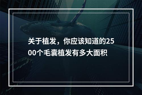 关于植发，你应该知道的2500个毛囊植发有多大面积