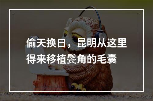 偷天换日，昆明从这里得来移植鬓角的毛囊