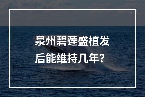 泉州碧莲盛植发后能维持几年？