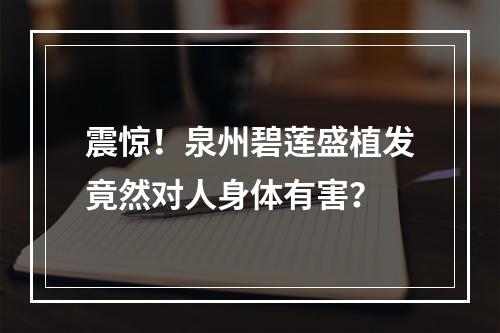 震惊！泉州碧莲盛植发竟然对人身体有害？