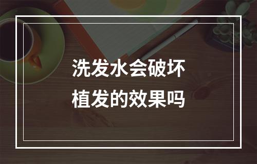 洗发水会破坏植发的效果吗