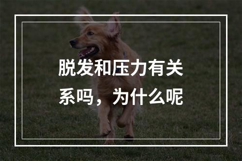 脱发和压力有关系吗，为什么呢