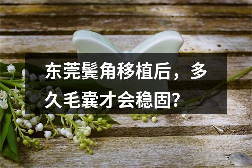 东莞鬓角移植后，多久毛囊才会稳固？