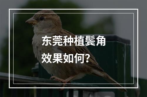 东莞种植鬓角效果如何？