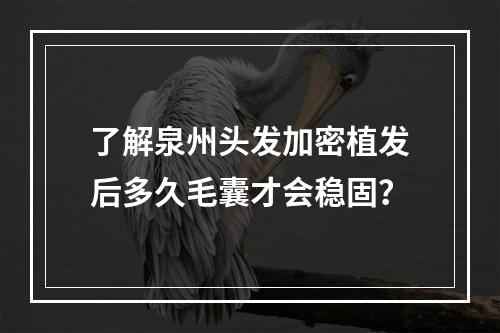 了解泉州头发加密植发后多久毛囊才会稳固？