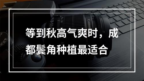 等到秋高气爽时，成都鬓角种植最适合