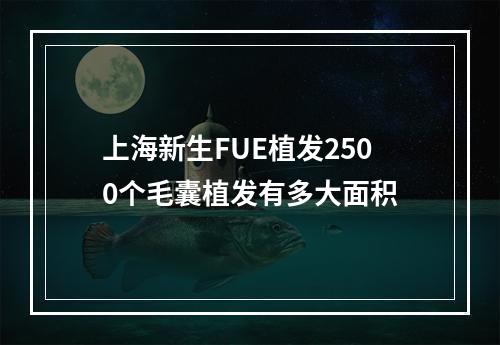 上海新生FUE植发2500个毛囊植发有多大面积