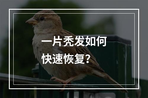 一片秃发如何快速恢复？