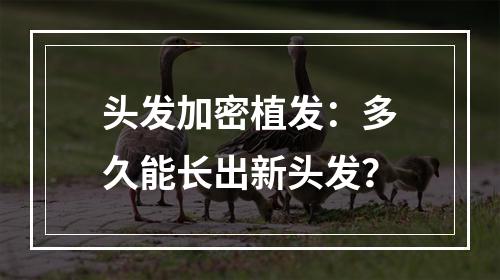 头发加密植发：多久能长出新头发？