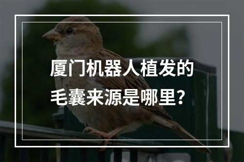 厦门机器人植发的毛囊来源是哪里？