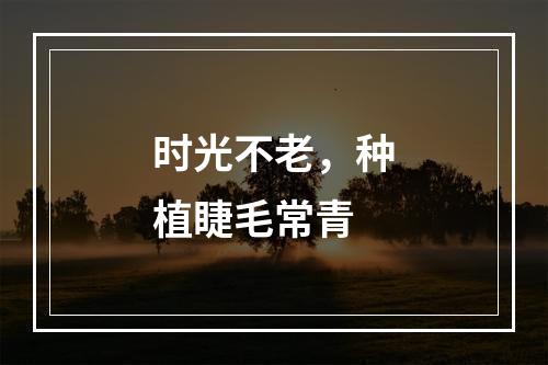 时光不老，种植睫毛常青