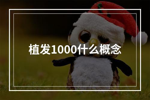 植发1000什么概念