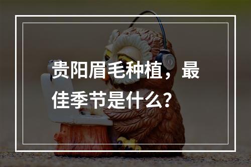 贵阳眉毛种植，最佳季节是什么？