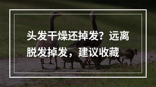 头发干燥还掉发？远离脱发掉发，建议收藏