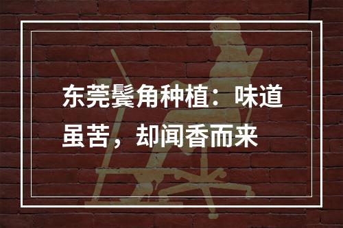 东莞鬓角种植：味道虽苦，却闻香而来