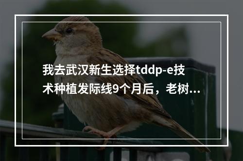 我去武汉新生选择tddp-e技术种植发际线9个月后，老树开新花