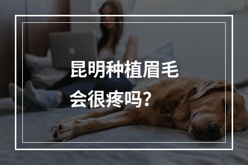 昆明种植眉毛会很疼吗？