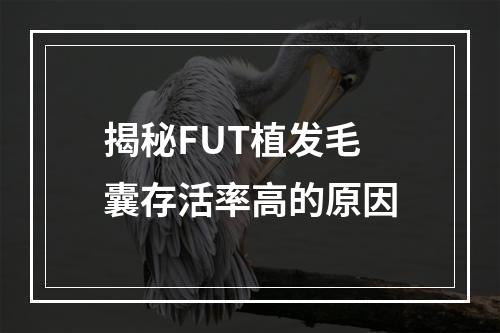 揭秘FUT植发毛囊存活率高的原因