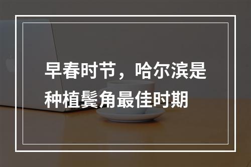 早春时节，哈尔滨是种植鬓角最佳时期