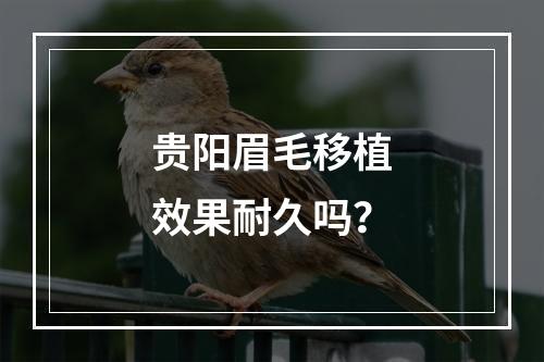 贵阳眉毛移植效果耐久吗？