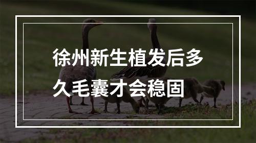 徐州新生植发后多久毛囊才会稳固