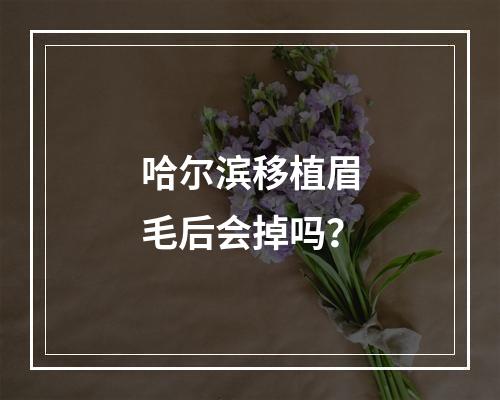 哈尔滨移植眉毛后会掉吗？