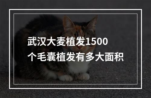 武汉大麦植发1500个毛囊植发有多大面积