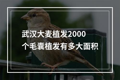 武汉大麦植发2000个毛囊植发有多大面积