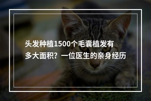 头发种植1500个毛囊植发有多大面积？一位医生的亲身经历