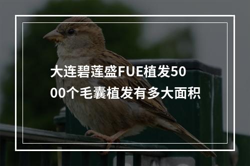 大连碧莲盛FUE植发5000个毛囊植发有多大面积