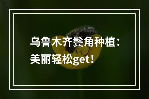 乌鲁木齐鬓角种植：美丽轻松get！