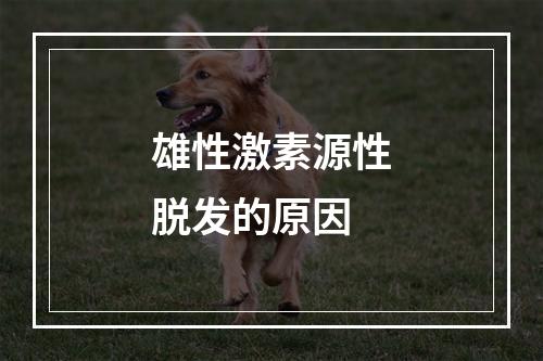 雄性激素源性脱发的原因