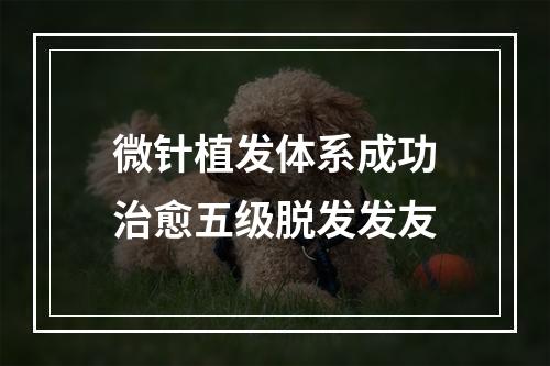 微针植发体系成功治愈五级脱发发友