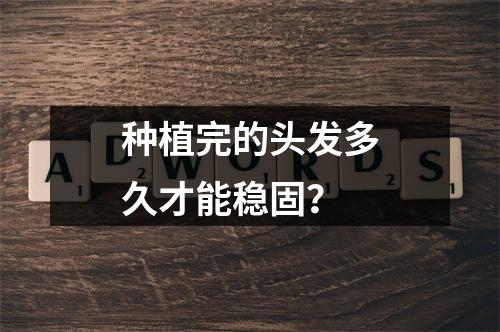 种植完的头发多久才能稳固？