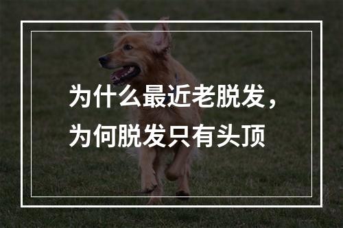 为什么最近老脱发，为何脱发只有头顶