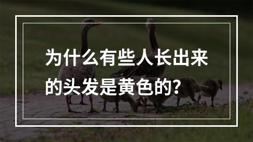 为什么有些人长出来的头发是黄色的？