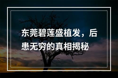 东莞碧莲盛植发，后患无穷的真相揭秘