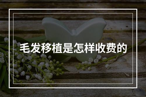 毛发移植是怎样收费的