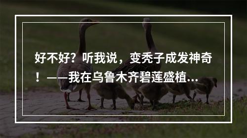 好不好？听我说，变秃子成发神奇！——我在乌鲁木齐碧莲盛植发眉毛种植的经历