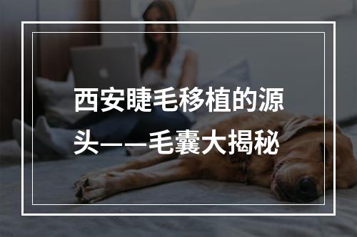 西安睫毛移植的源头——毛囊大揭秘