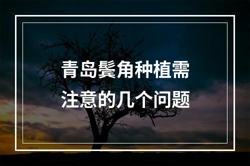 青岛鬓角种植需注意的几个问题