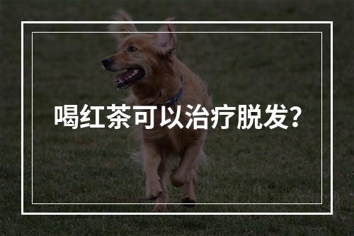 喝红茶可以治疗脱发？