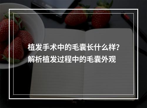 植发手术中的毛囊长什么样？解析植发过程中的毛囊外观